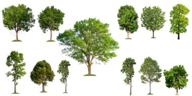 beyaz arka plan üzerinde izole toplama ağacı, ağaç seti ve baskı ve web sitesi için yaprak olmadan ağaç, beyaz arka plan üzerinde yüksek kaliteli yeşil ağaç 