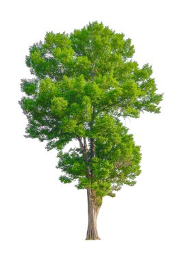 kırpma yolu ve alfa kanal ile tek ağaç