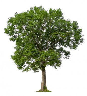 kırpma yolu ve alfa kanal ile tek ağaç