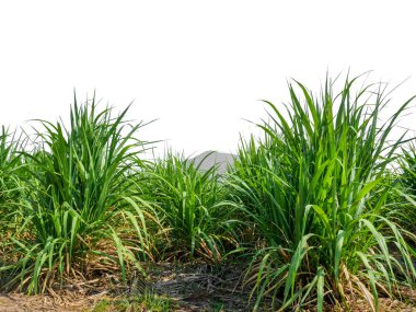 kırpma yolu ile beyaz arka plan üzerinde şeker yaprakları 