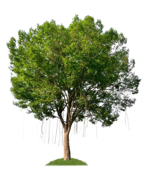 Árvore Única Com Caminho Recorte Canal Alfa — Fotografia de Stock