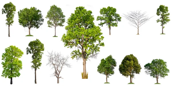 Beyaz Arka Plan Üzerinde Izole Toplama Ağacı Ağaç Seti Baskı — Stok fotoğraf
