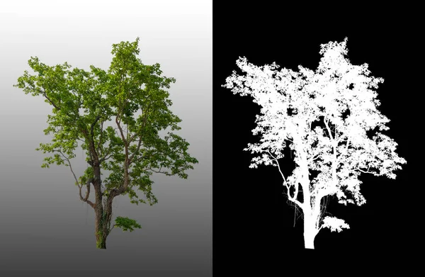 single tree with clipping path and alpha channel