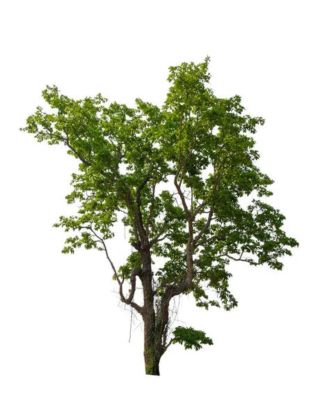 Einzelner Baum Mit Clipping Pfad Und Alphakanal — Stockfoto