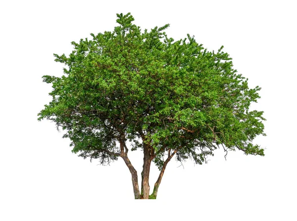 Einzelner Baum Mit Clipping Pfad Und Alphakanal — Stockfoto