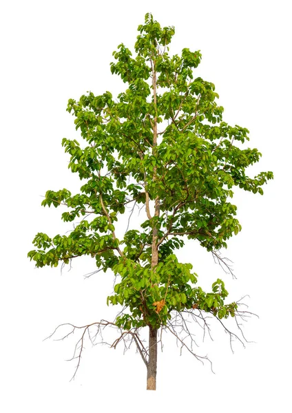 Pojedyncze Drzewo Ścieżką Przycinającą Kanałem Alfa — Zdjęcie stockowe