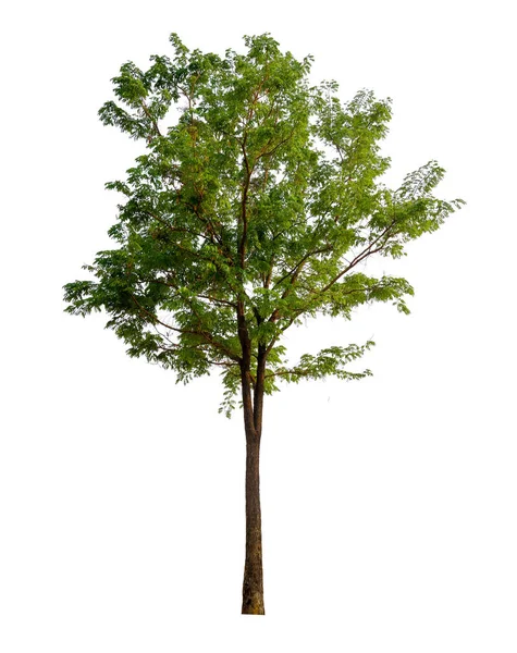 Einzelner Baum Mit Clipping Pfad Und Alphakanal — Stockfoto