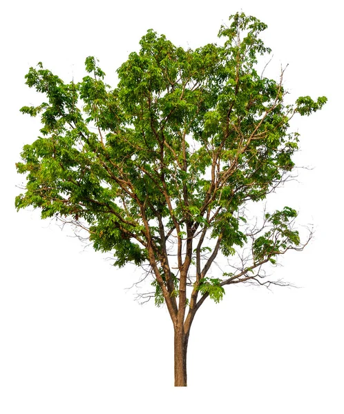 Pojedyncze Drzewo Ścieżką Przycinającą Kanałem Alfa — Zdjęcie stockowe