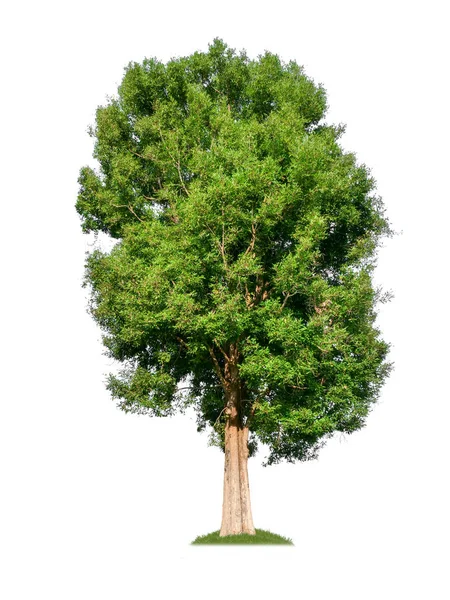 Одне Дерево Відсічним Контуром Альфа Каналом — стокове фото