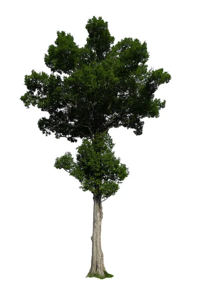 Одно Дерево Пути Отсечения Альфа Канал — стоковое фото