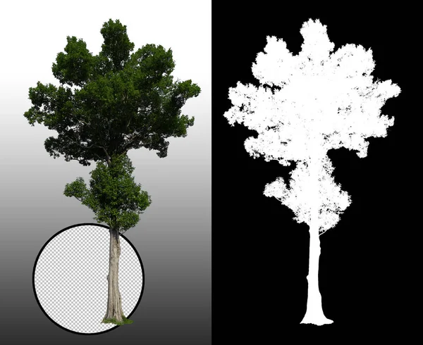 Einzelner Baum Mit Clipping Pfad Und Alphakanal — Stockfoto