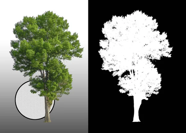 具有剪切路径和 Alpha 通道的单树 — 图库照片