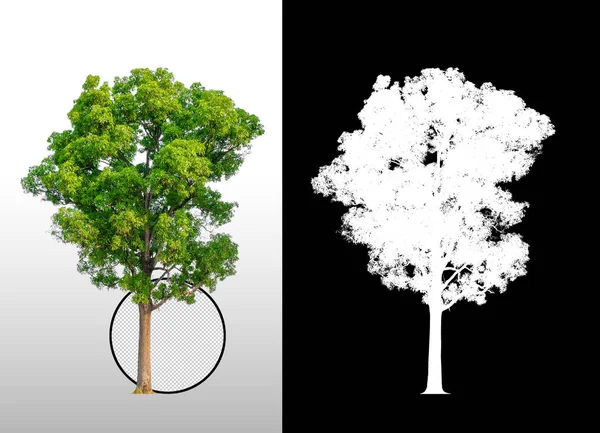 Single Tree Clipping Path Alpha Channel — Stock Photo, Image