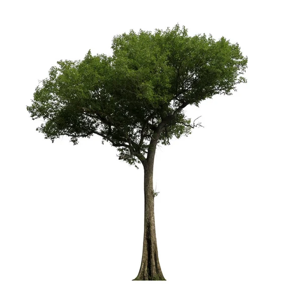 Albero Singolo Con Percorso Ritaglio Canale Alfa — Foto Stock