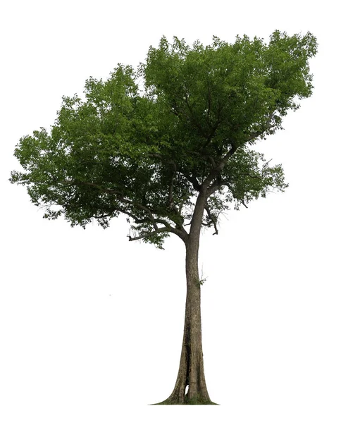 Albero Singolo Con Percorso Ritaglio Canale Alfa — Foto Stock