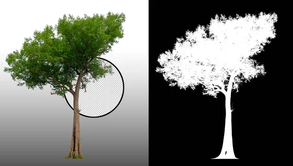 Single Tree Clipping Path Alpha Channel — Stock Photo, Image