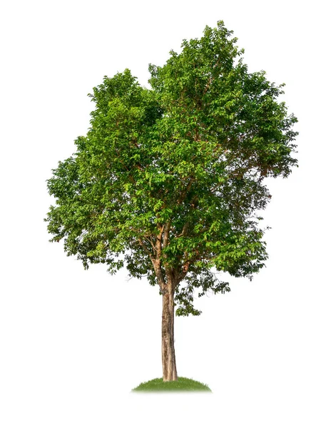 Albero Singolo Con Percorso Ritaglio Canale Alfa — Foto Stock