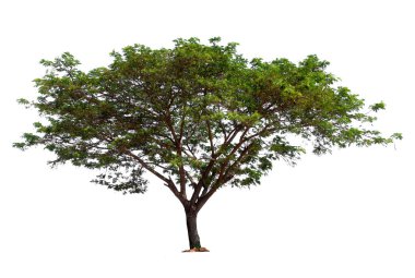 kırpma yolu ile tek ağaç