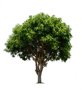 kırpma yolu ile tek ağaç