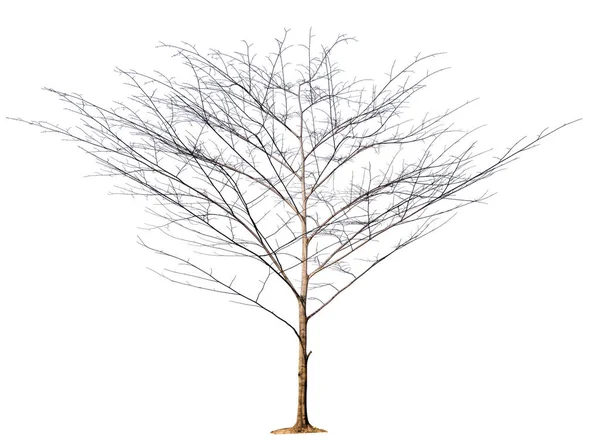 Μεμονωμένο Δέντρο Χωρίς Φύλλο Λευκό Φόντο Διαδρομή Αποκοπής Στην Εικόνα — Φωτογραφία Αρχείου