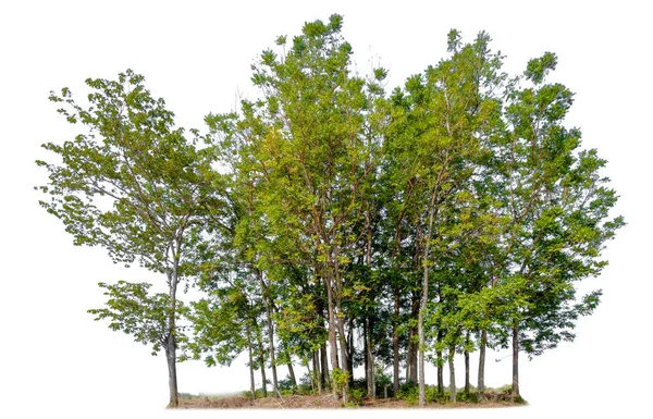 Árvore Única Com Caminho Recorte — Fotografia de Stock