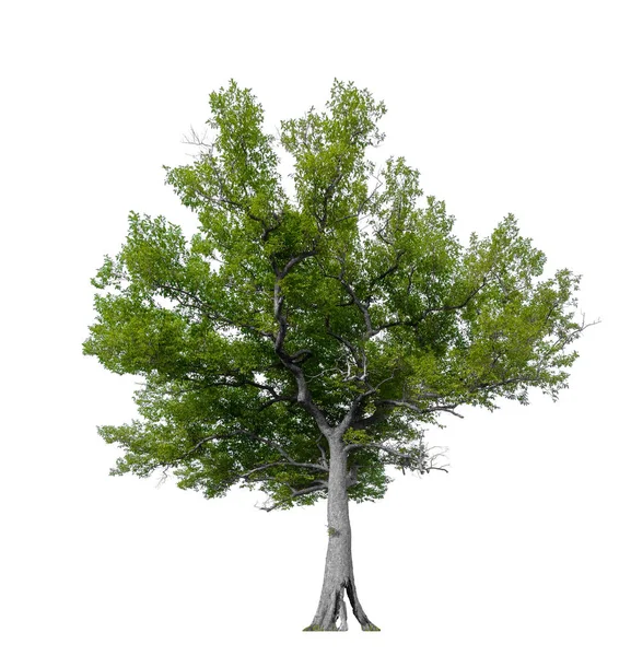 Одне Дерево Відсічним Контуром — стокове фото