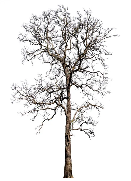 Izolowane Drzewo Bez Liści Białym Tle Ścieżką Przycinającą Zdjęciu — Zdjęcie stockowe