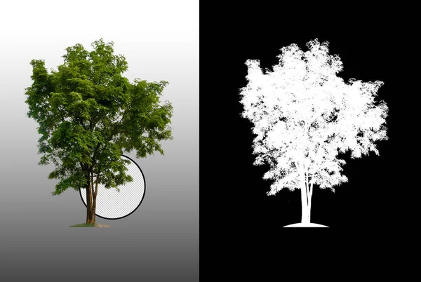 Tree alpha Images - Search Images on Everypixel