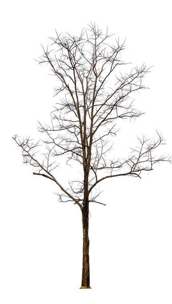 Μεμονωμένο Δέντρο Χωρίς Φύλλο Λευκό Φόντο Διαδρομή Αποκοπής Στην Εικόνα — Φωτογραφία Αρχείου