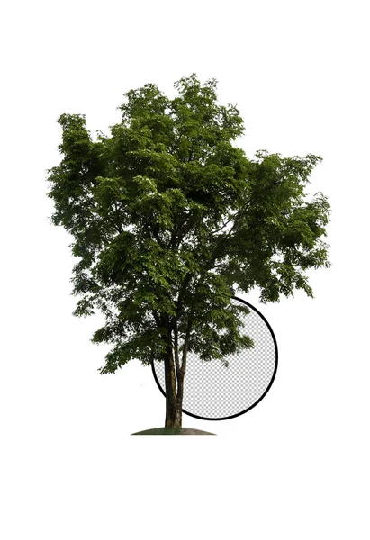 Albero Singolo Con Percorso Ritaglio — Foto Stock