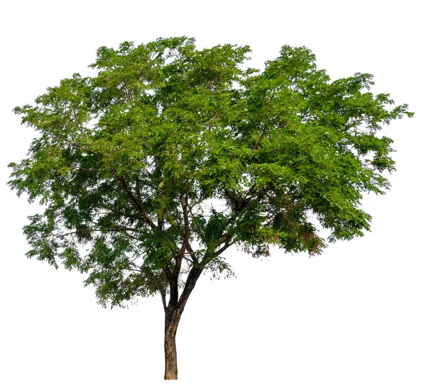 Enstaka Träd Med Urklippsbana — Stockfoto