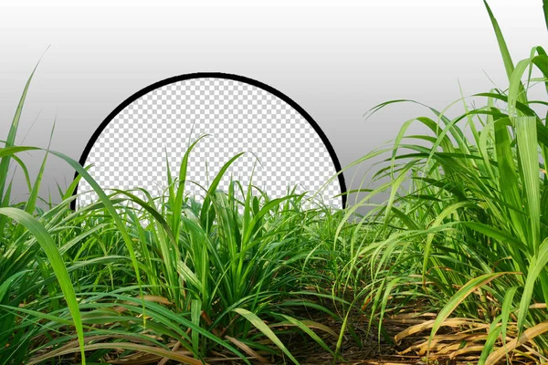 sugar cane field with clipping path, sugar leaves on white background with clipping path