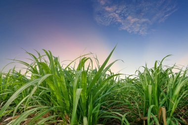 şeker kamışı tarlası ile, gün batımında veya gün doğumu saatinde şeker yaprakları