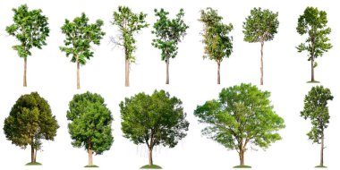 collection tree on white background  clipart