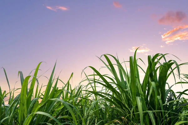 Campo Caña Azúcar Con Hojas Azúcar Atardecer Amanecer —  Fotos de Stock