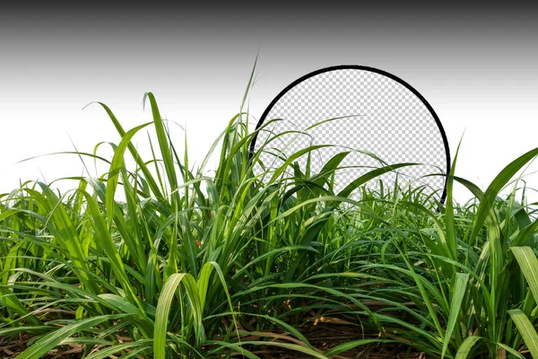 sugar cane field with clipping path, sugar leaves on white background with clipping path