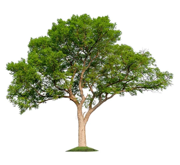 Одне Дерево Відсічним Контуром — стокове фото