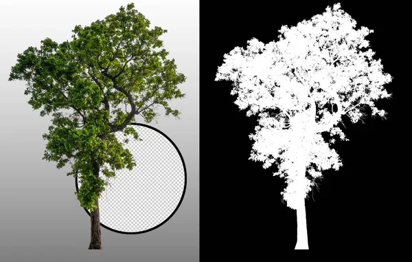 Albero Singolo Con Percorso Ritaglio Canale Alfa — Foto Stock