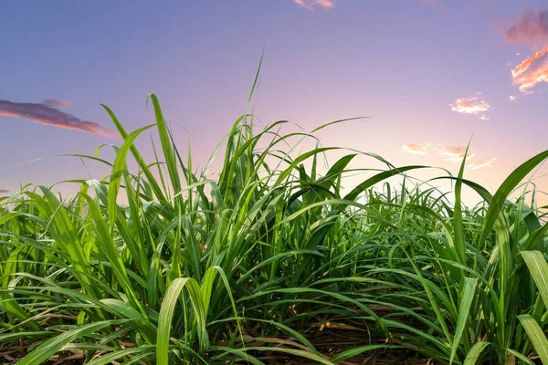 Campo Caña Azúcar Con Hojas Azúcar Atardecer Amanecer —  Fotos de Stock