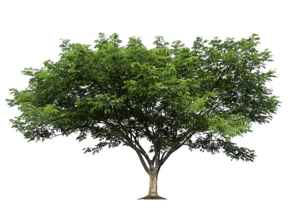 Pojedyncze Drzewo Ścieżką Przycinającą — Zdjęcie stockowe
