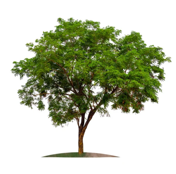 Enstaka Träd Med Urklippsbana — Stockfoto