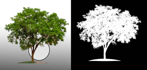 single tree with clipping path and alpha channel