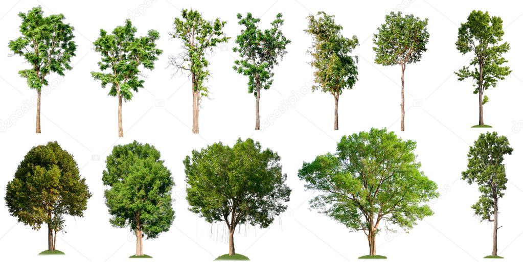 collection tree on white background 