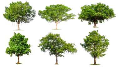 beyaz arka plan üzerinde toplama ağacı 