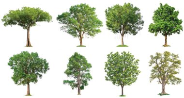 beyaz arka plan üzerinde toplama ağacı 