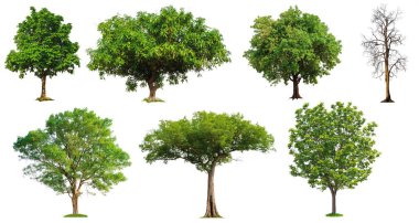 beyaz arka plan üzerinde toplama ağacı 