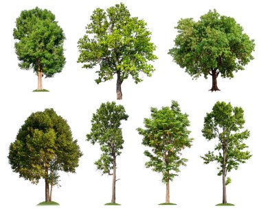 beyaz arka plan üzerinde toplama ağacı 