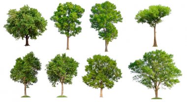 beyaz arka plan üzerinde toplama ağacı 