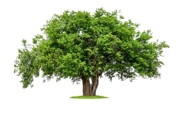 Isolerad Enda Stora Träd Vit Bakgrund Med Urklippsbana — Stockfoto
