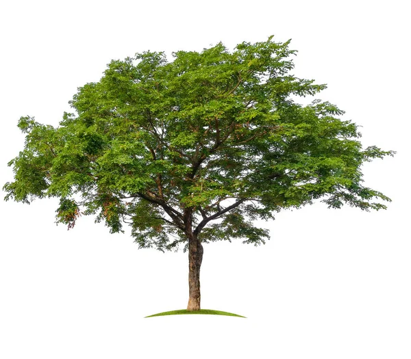 Pojedyncze Duże Drzewo Białym Tle Ścieżką Przycinającą — Zdjęcie stockowe